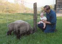 Three lambs, grandfather and grandson