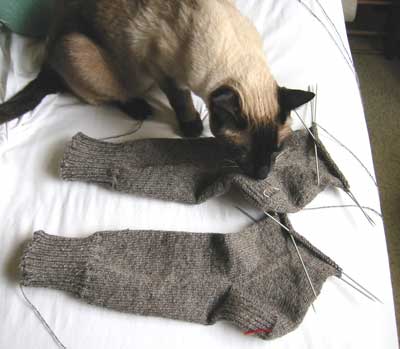 Cat inspecting socks